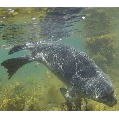 SNORKELING ICELAND
